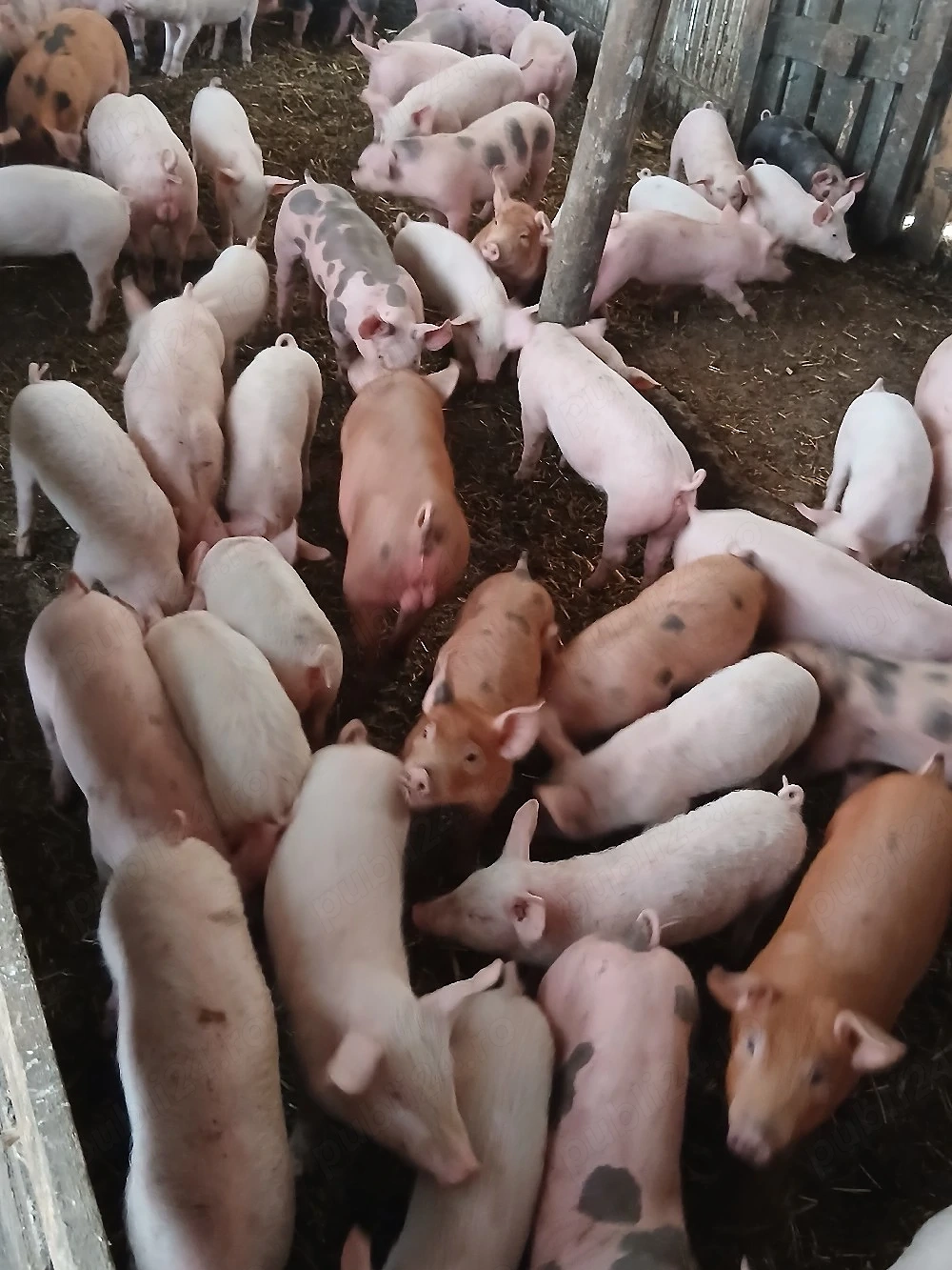 purcei de rasă 