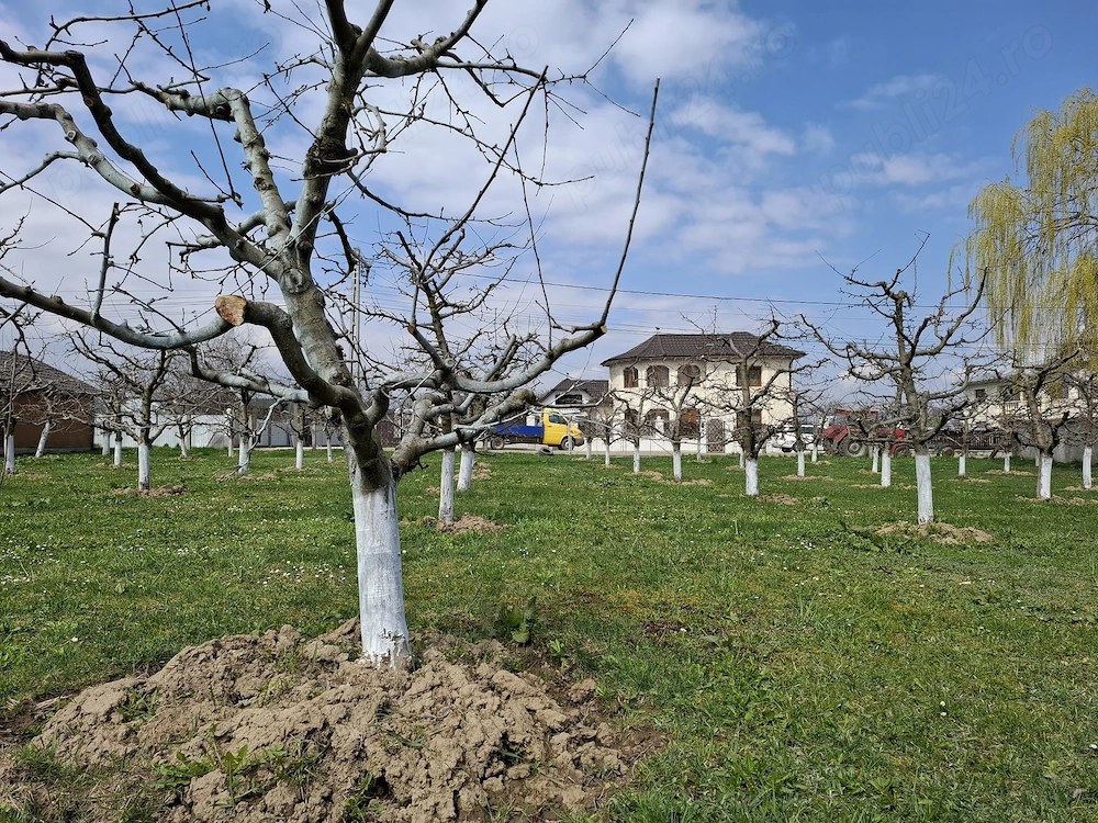 Teren Intravilan 2000 mp - Livadă de meri, Răucești