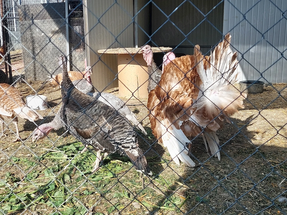 Oua de curcă țărănești 