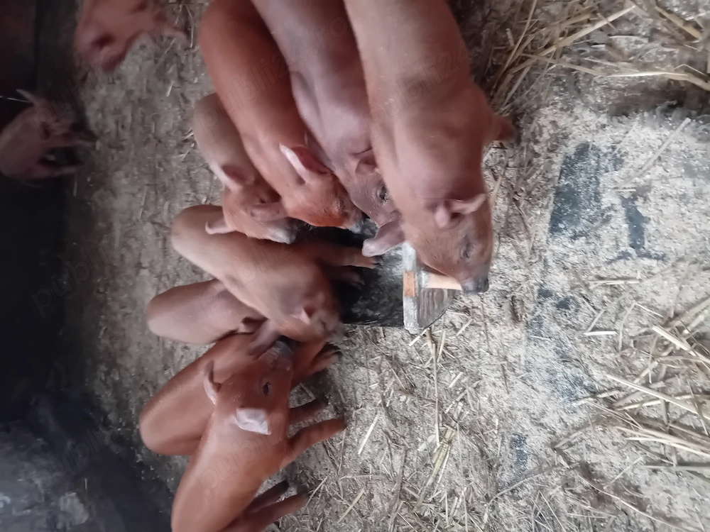 Purcei Duroc de vânzare 