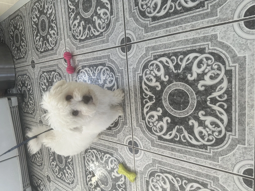 Bichon junior