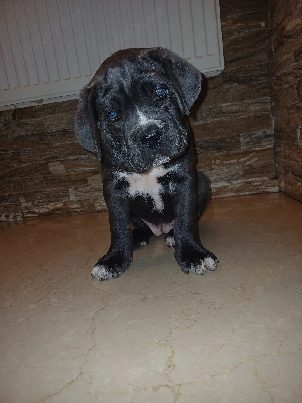 Pui Cane Corso