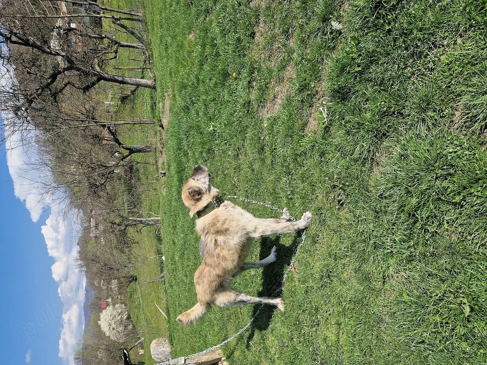 Ciobanesc kangal de vanzare
