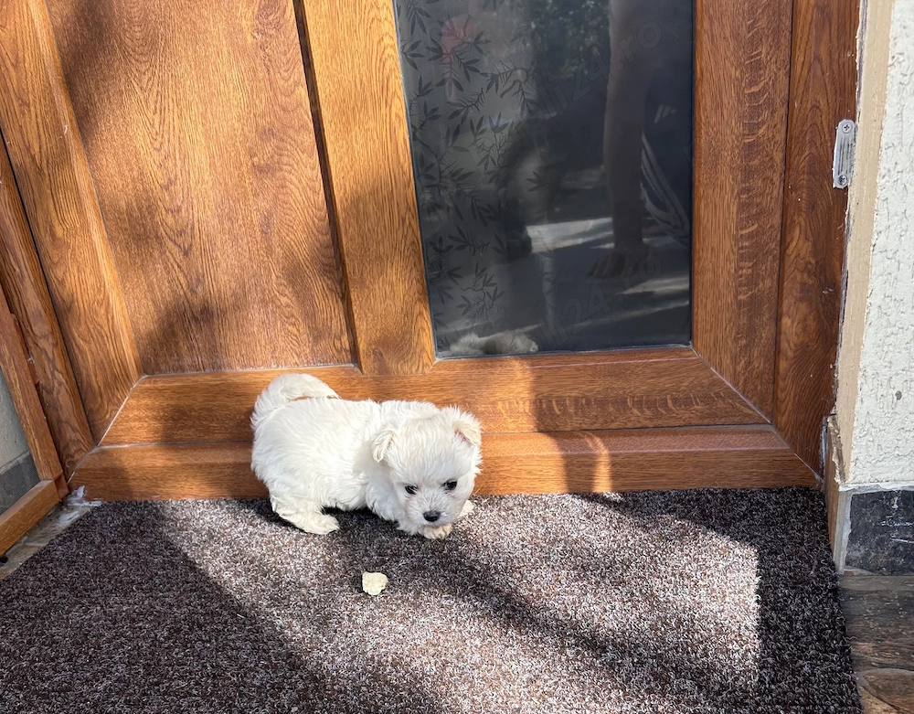 Bichoni maltezi disponibili!