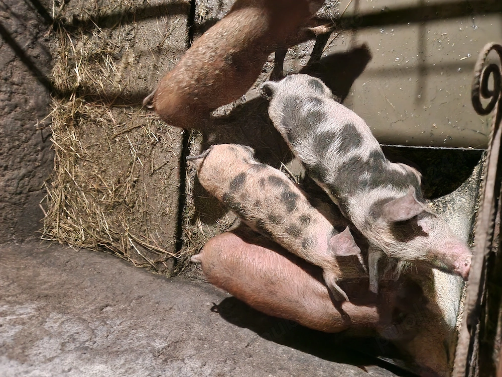 Porci 45. 50 kg  aproximativ 3 luni rasa pietrean cu duroc.