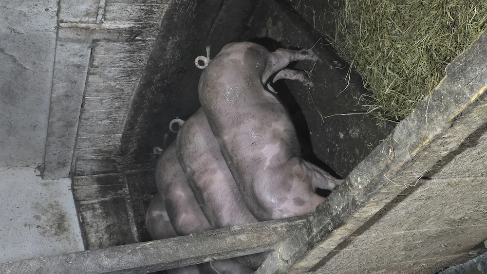Porci pentru sacrificat 100 kg