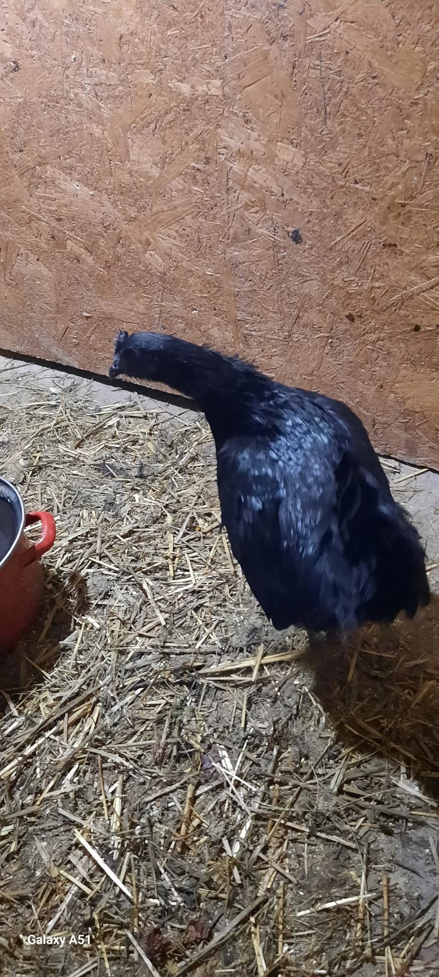 familie puicute Ayam cemani