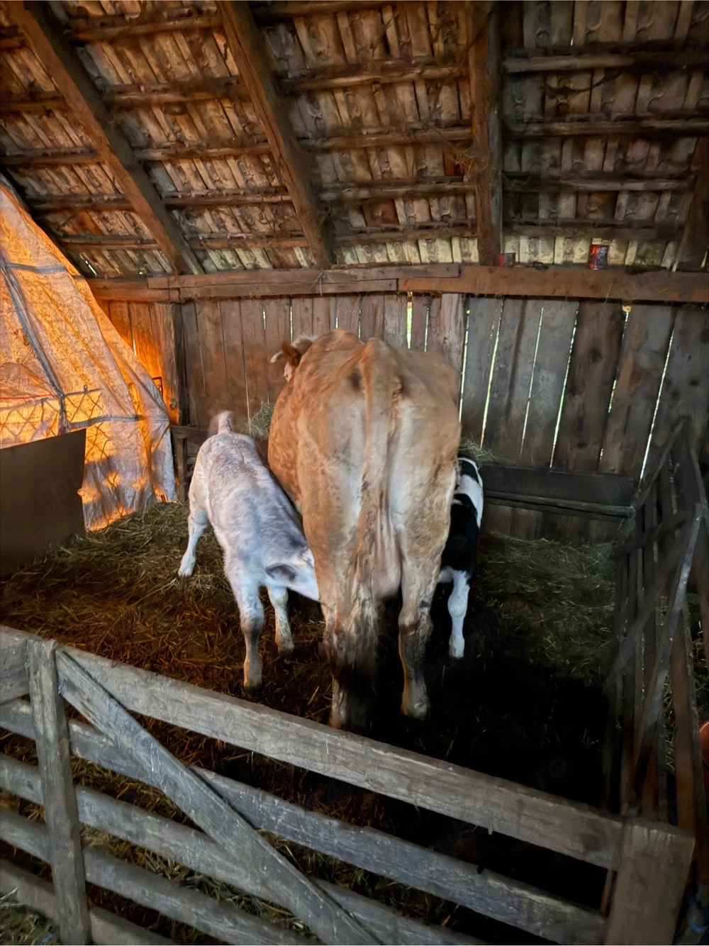 de vanzare vaca cu 2 vitei