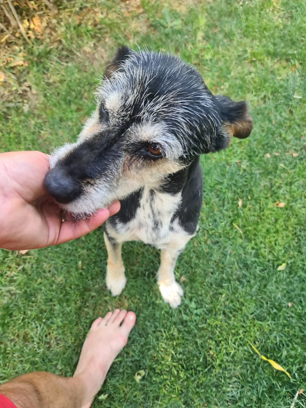 Pensiunea canină Apache 