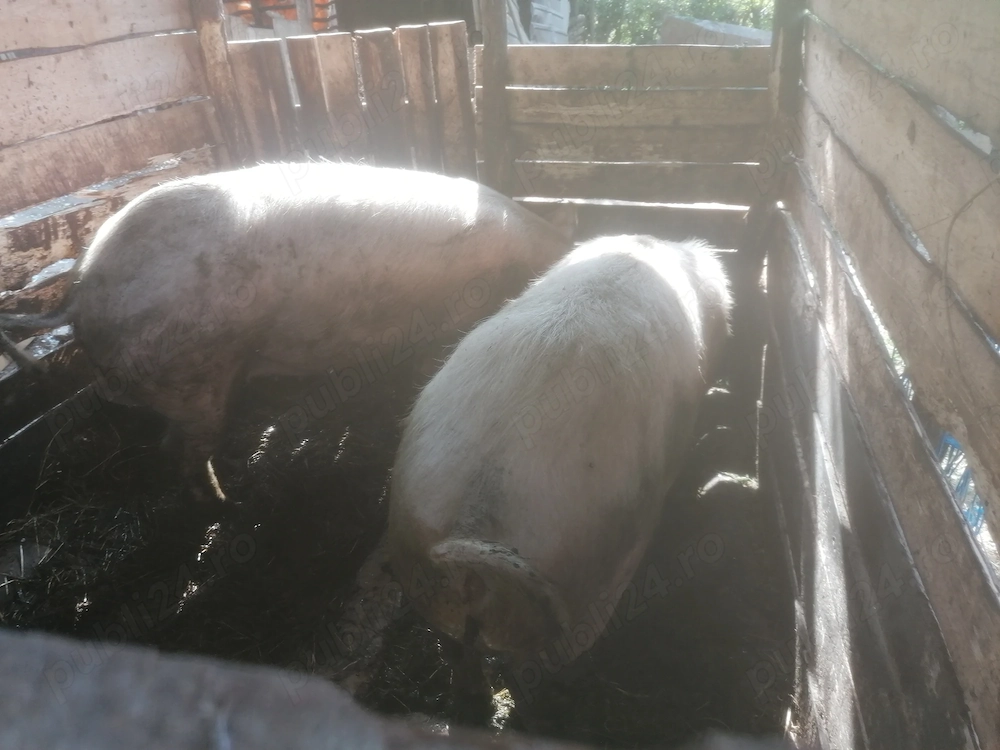 Vând porci marele alb