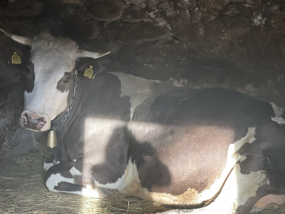 Vând vacă sănătoasă și bine întreținută.