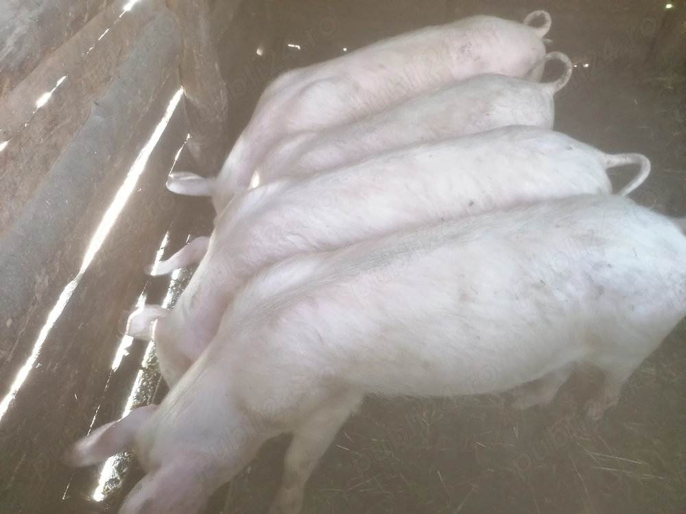 Vând șurdei marele alb cu landras 