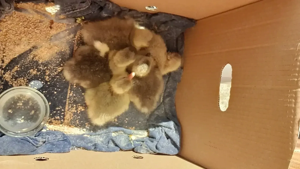 Vand boboci de gașcă cine dorește avem și closca gașcă 