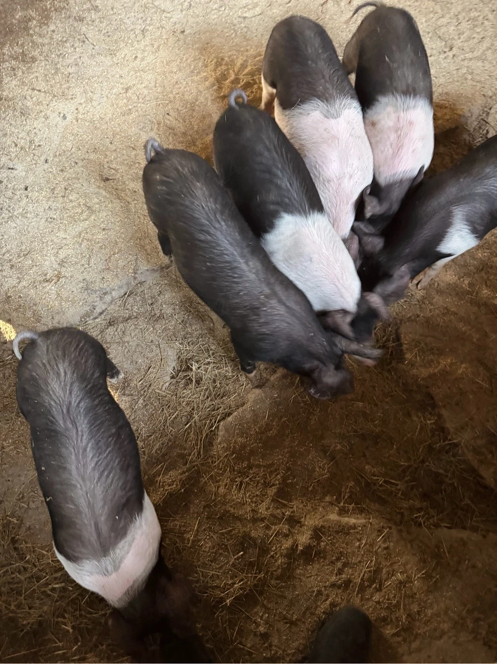 purcei bazna de vanzare 