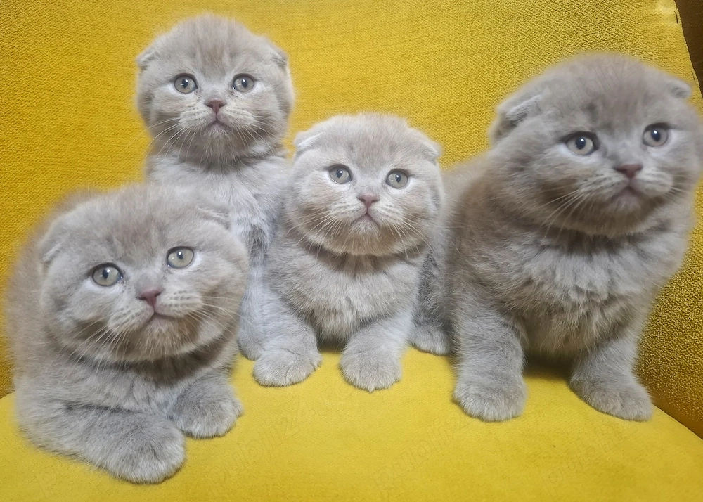Pui British Shorthair Lilac