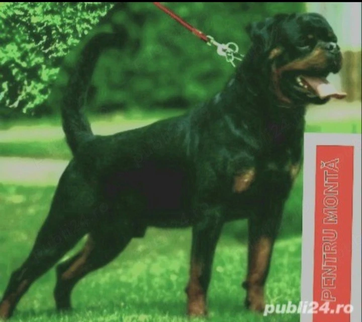 Vând sau schimb pereche de câini rottweiler 