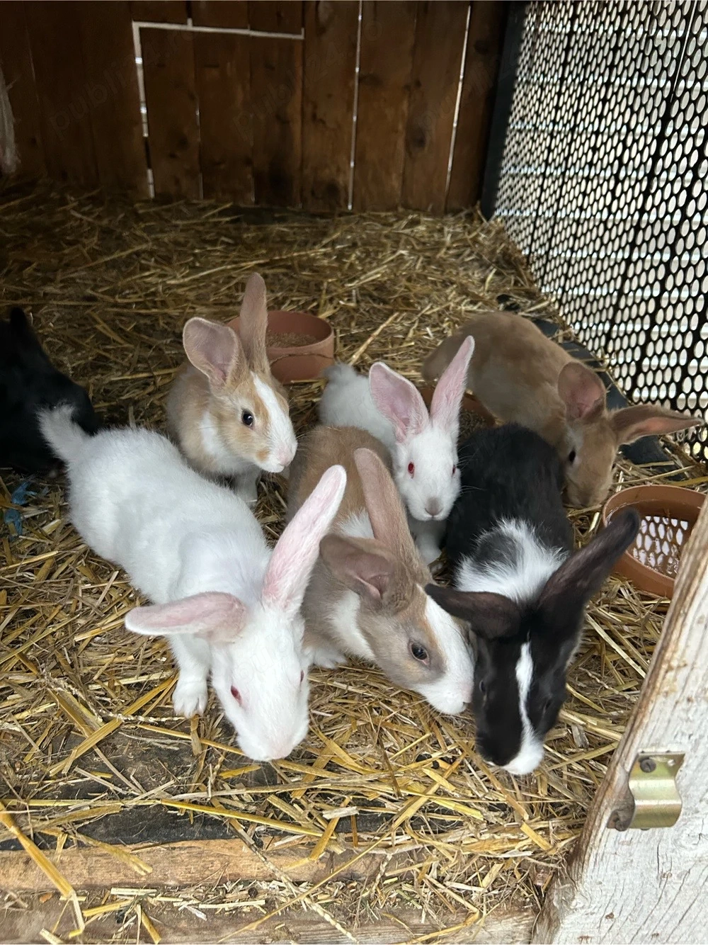 iepurasi hycole fracez 