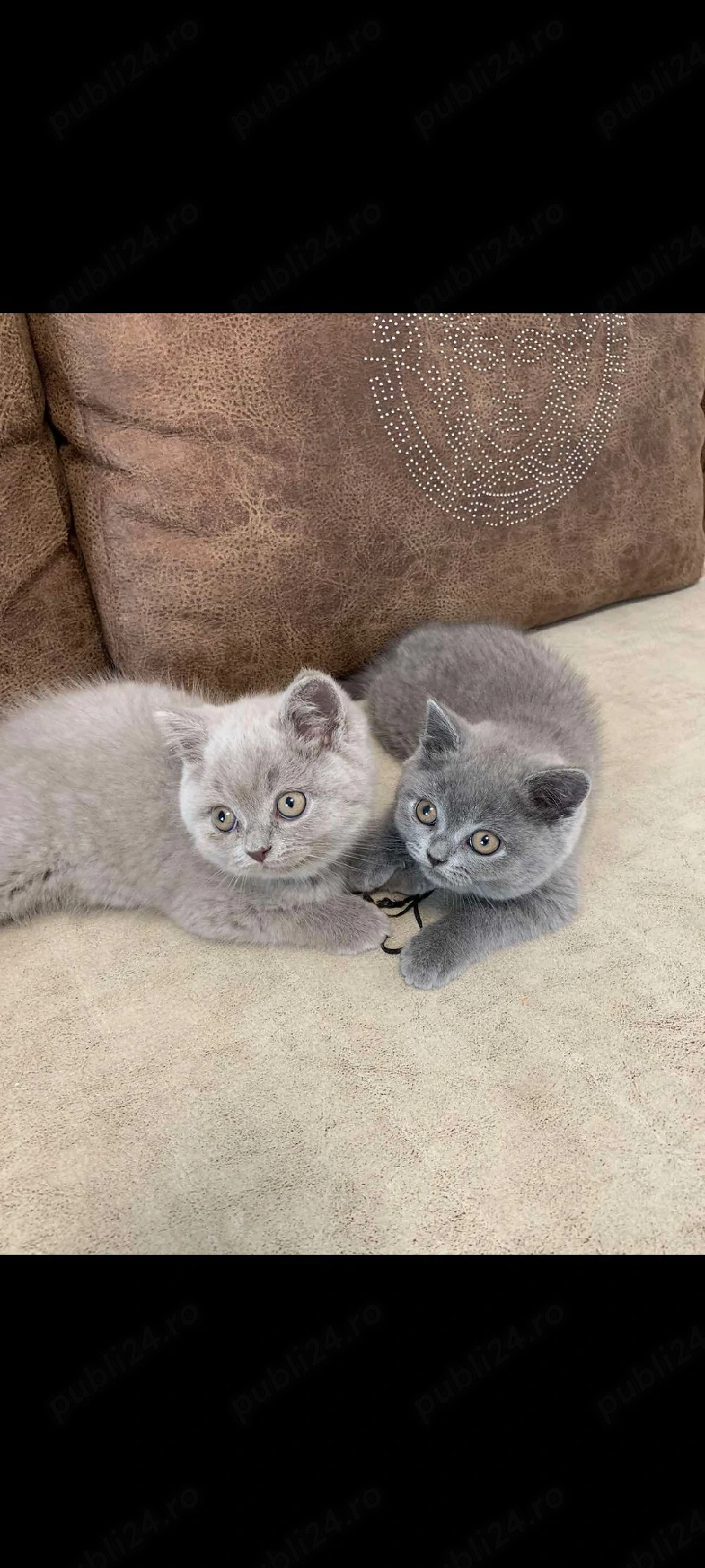 British Shorthair !!asiguam transport 