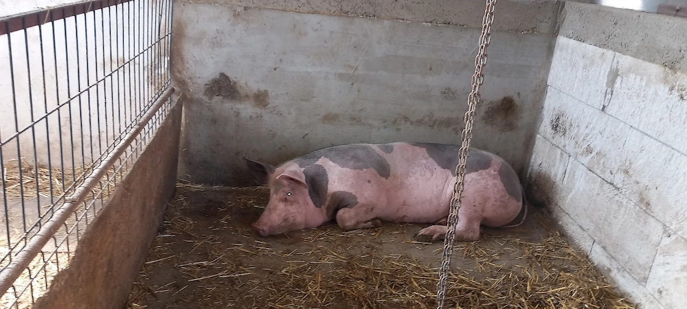 Vând purcelusa pietrain