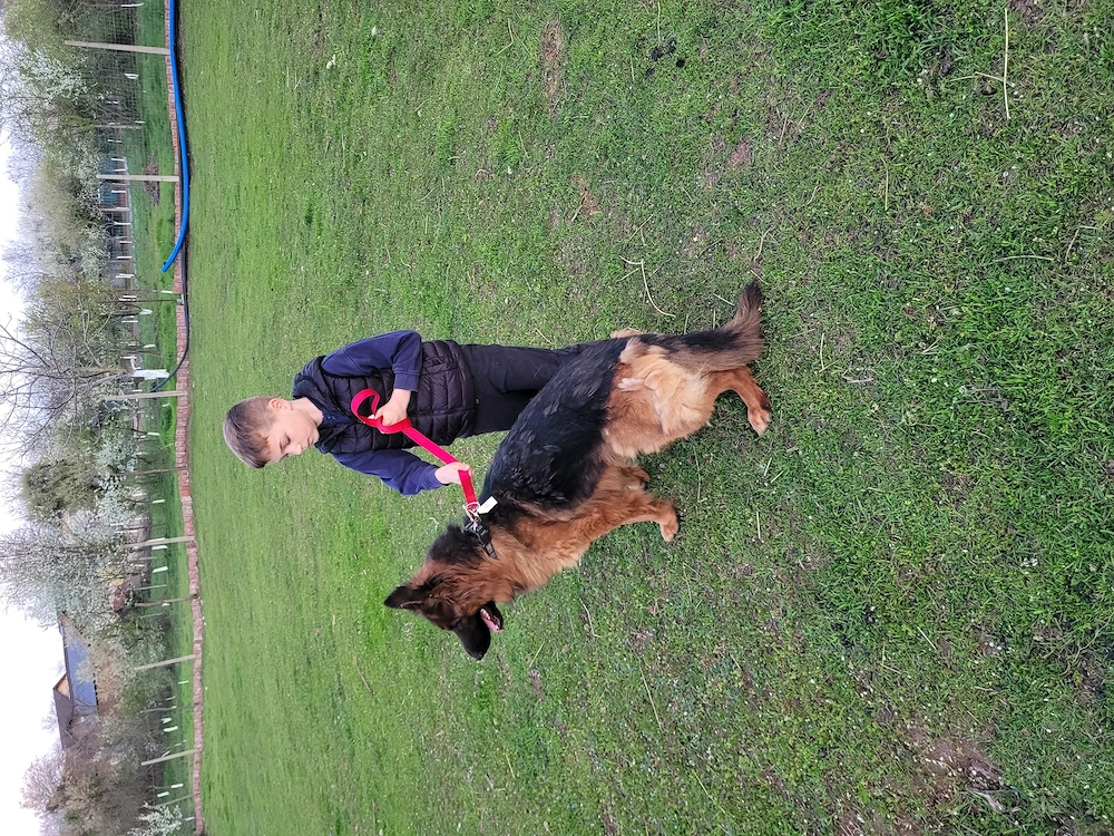 Femela ciobanesc german 