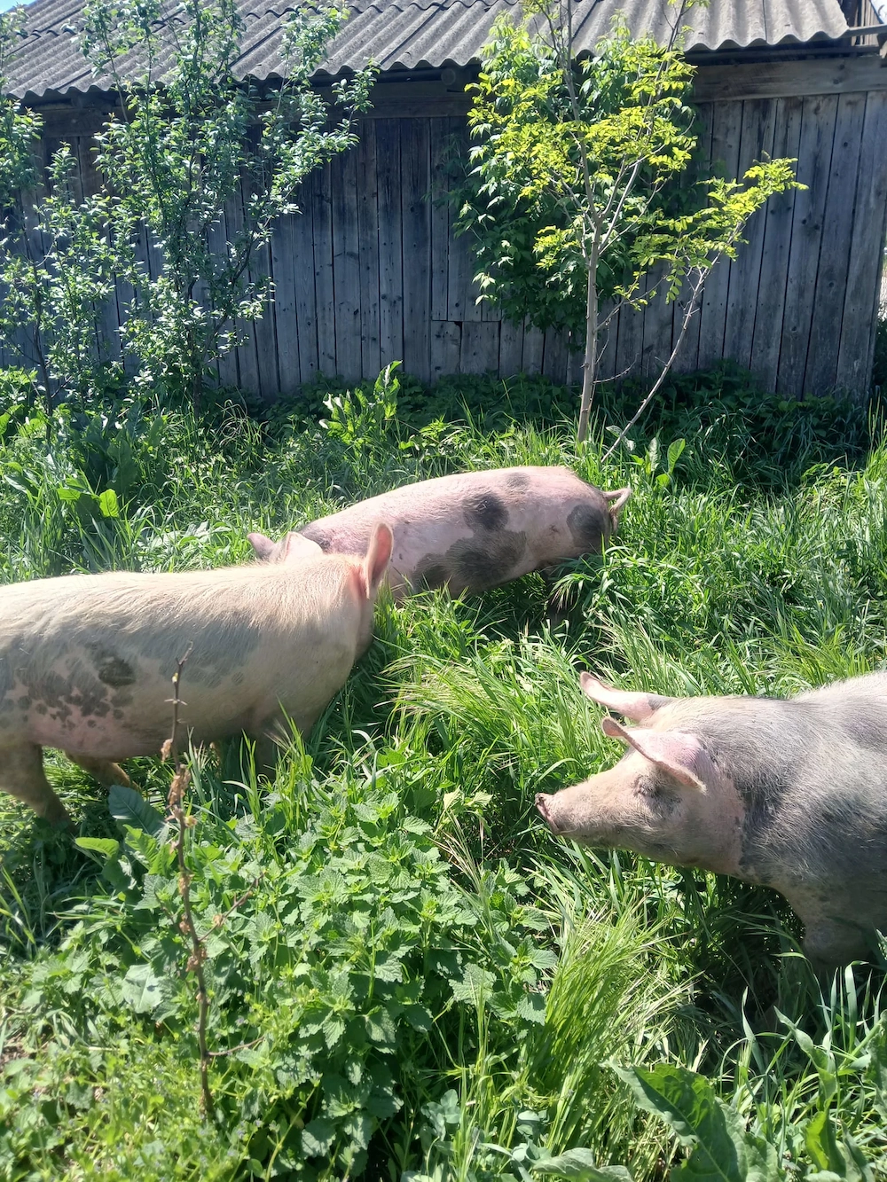 Vând scrofițe gestante,purcei,porci mai mari