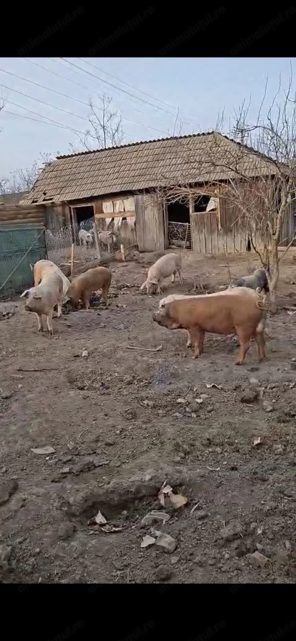 Vând purcei  începând de la 5 săptămâni,soldani,scrofițe gestante