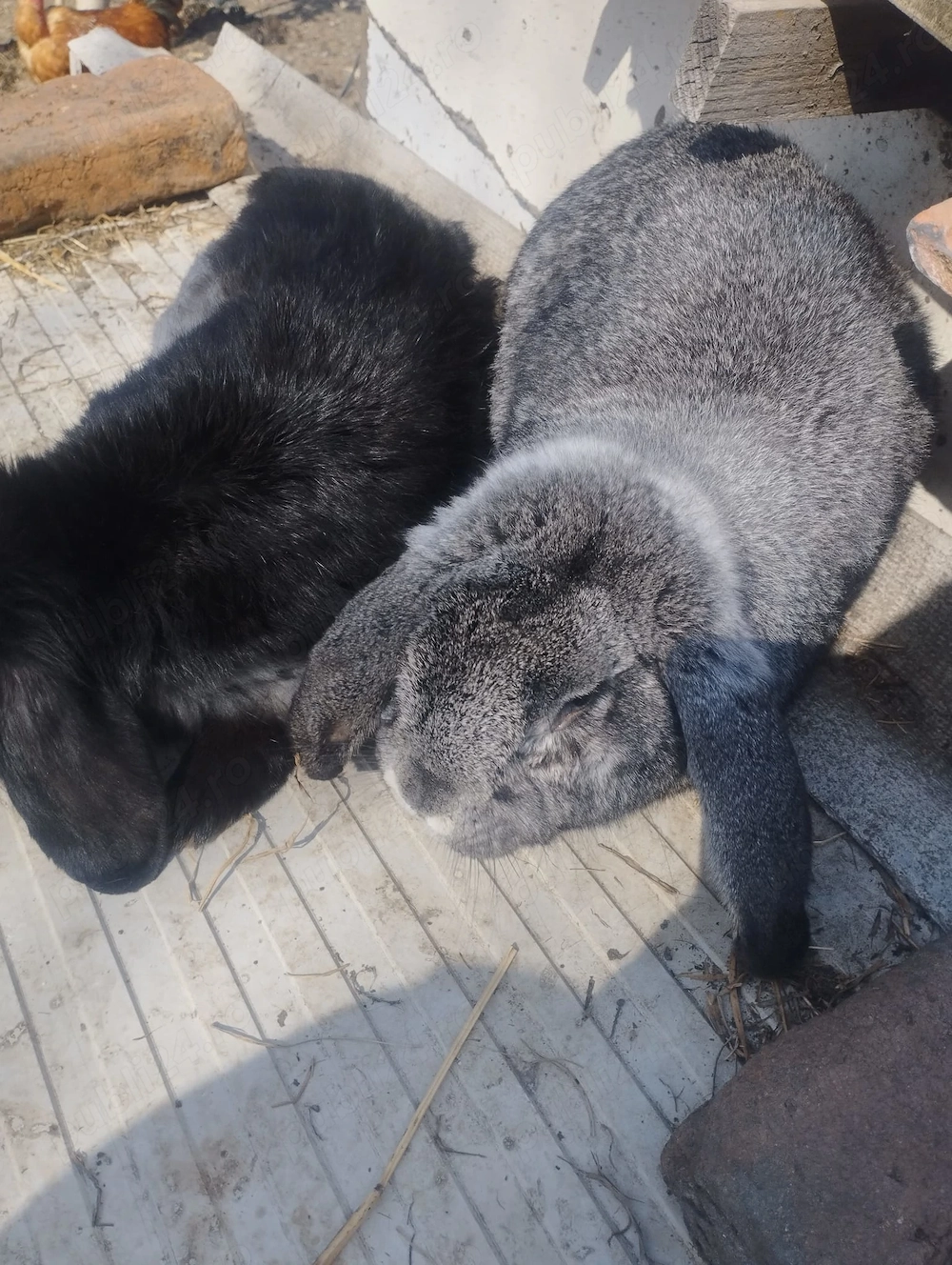 Vand Iepuri si Iepurite gestante.