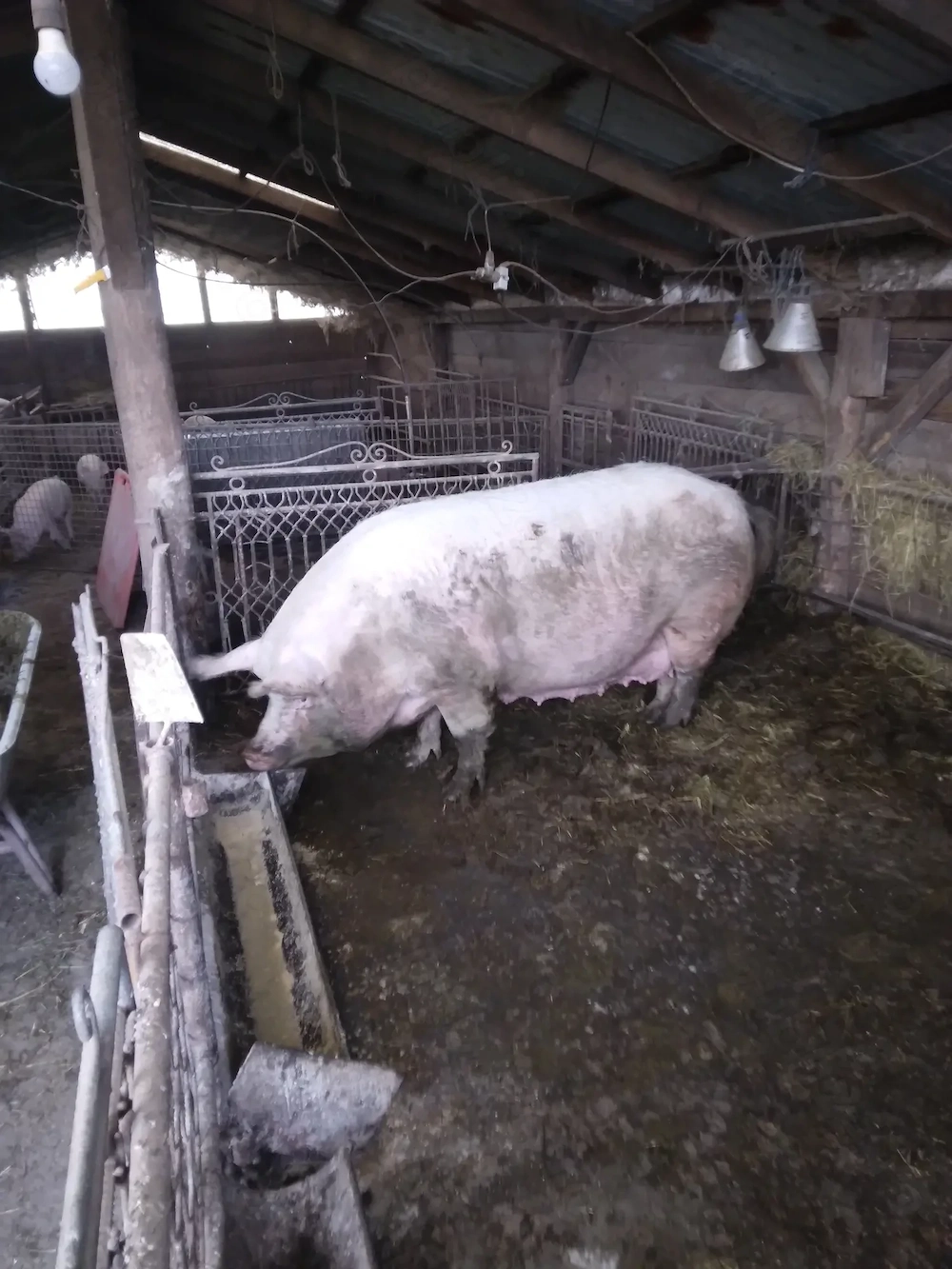 Vând scroafa pentru sacrificat 