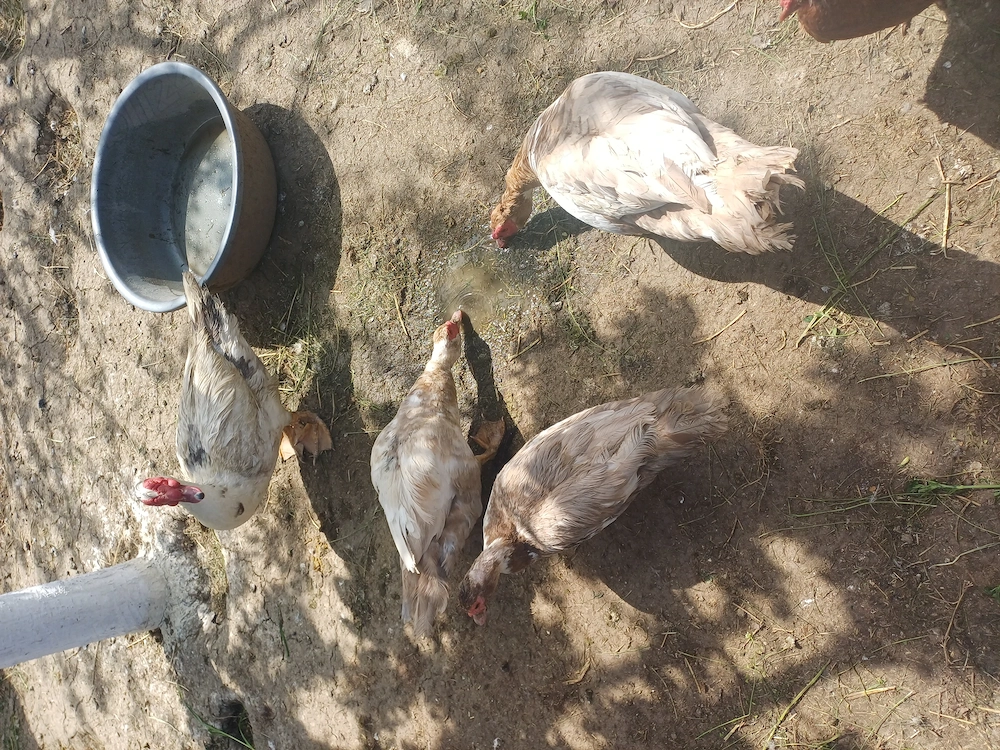 Vand tot ce se vede in poze