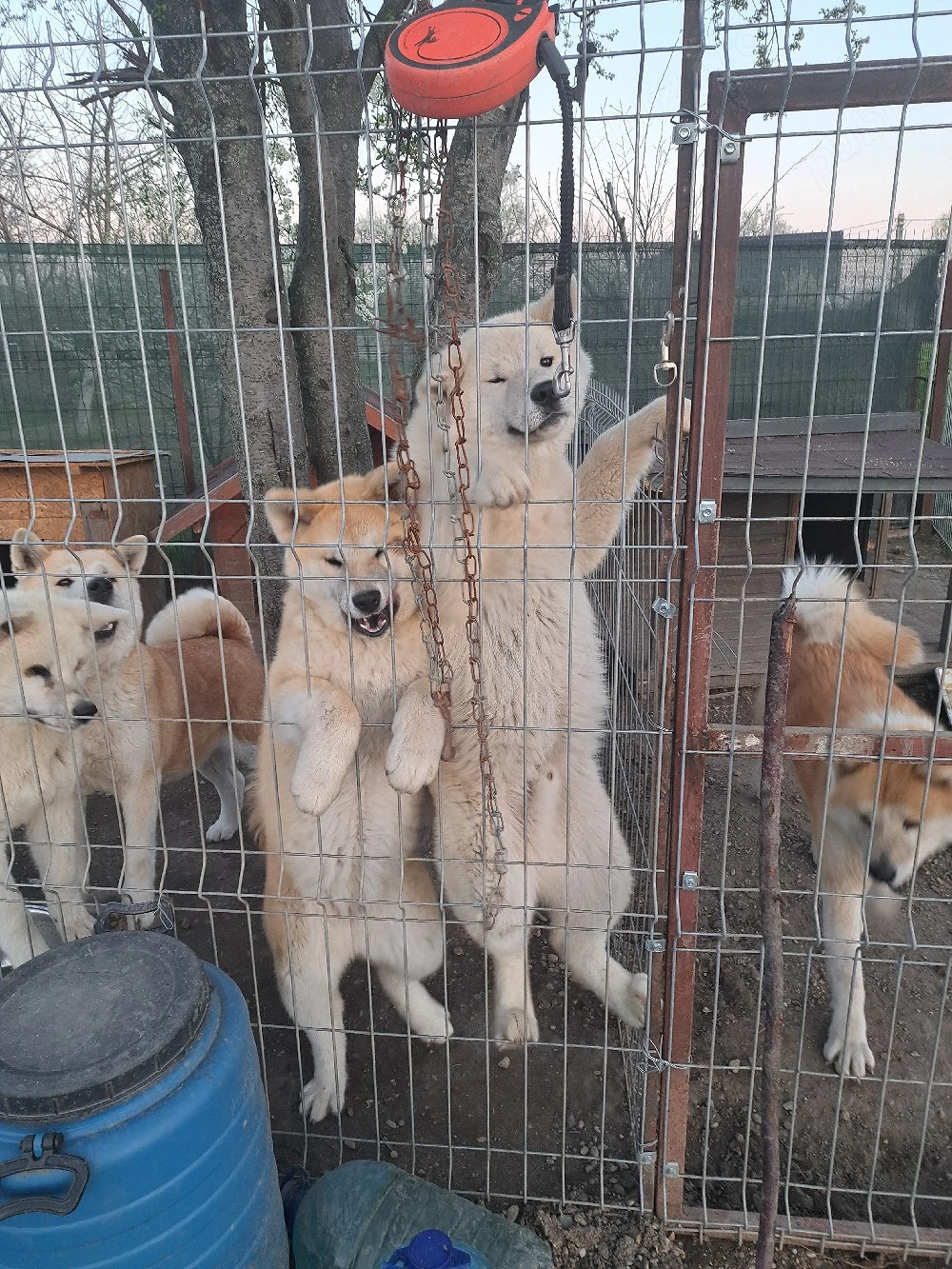 Vand pui Akita Inu japonez in varsta de 7 luni,disponibil in Bucuresti!    
