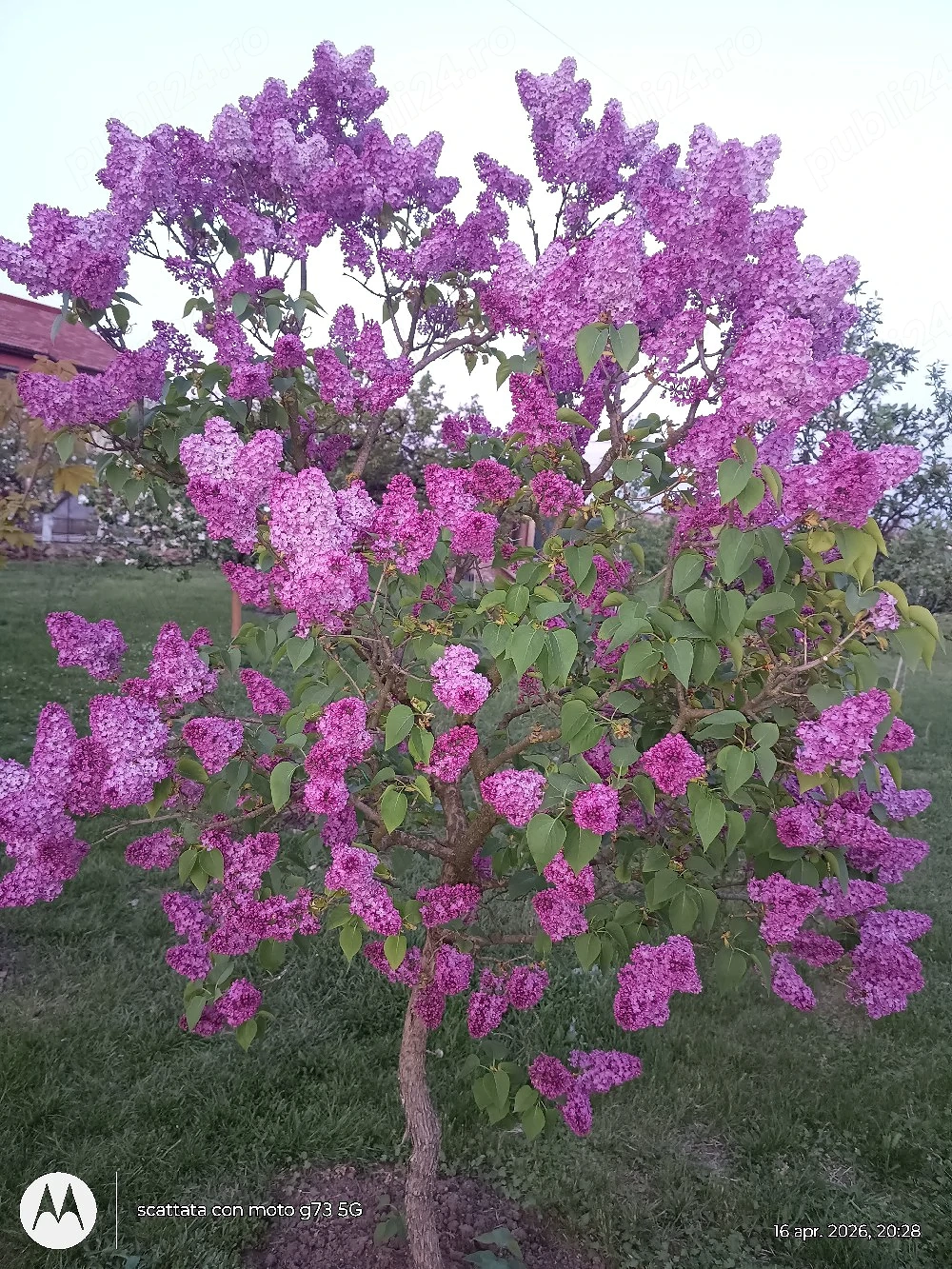 Plante de exterior disponibile.