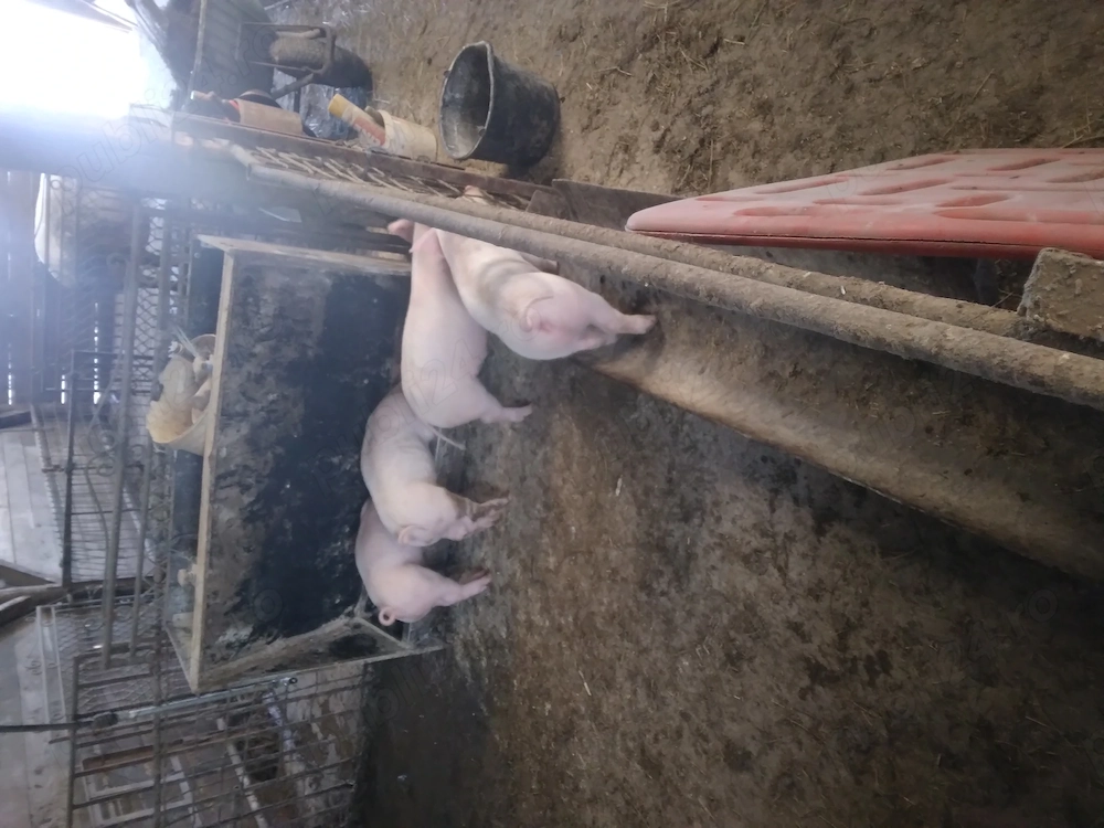 Vand purcei de 3  luni