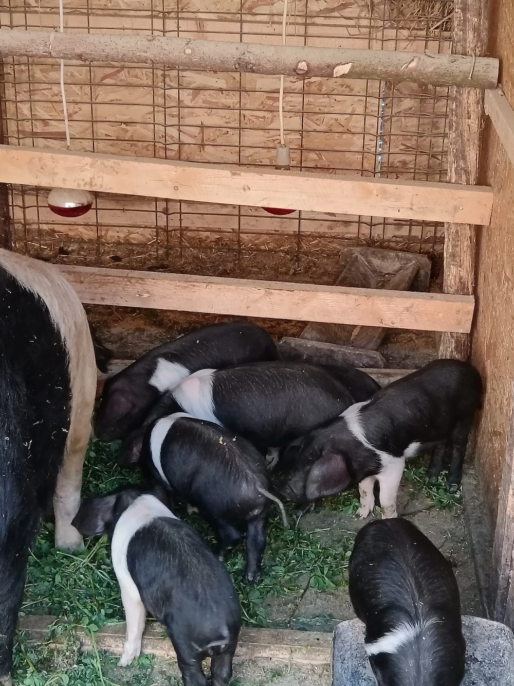 Purcei bazna disponibili 