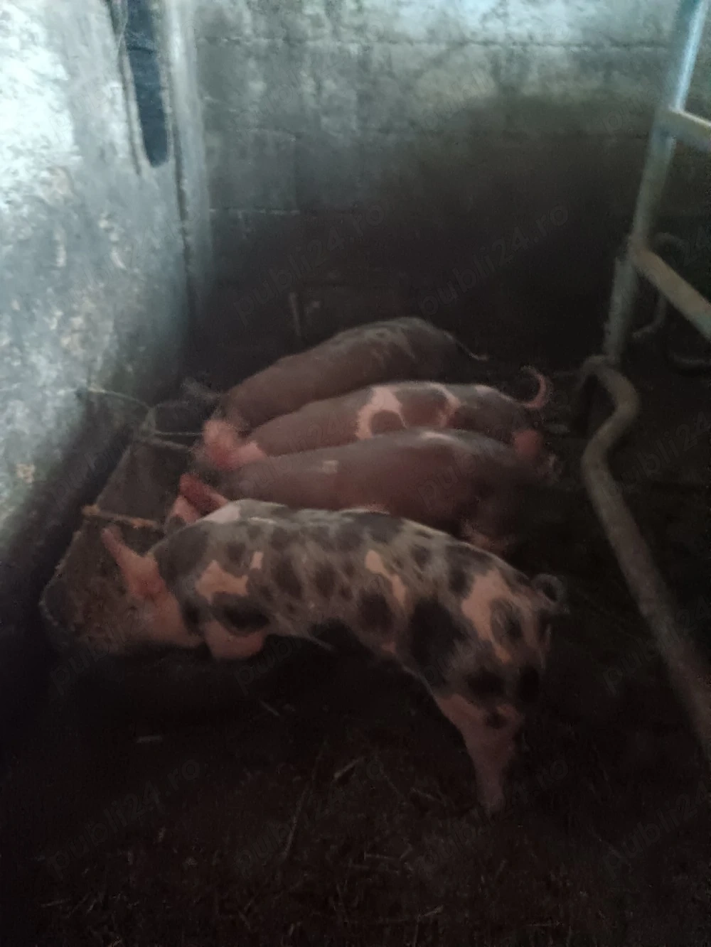 Vand purcei rasa Pietran 