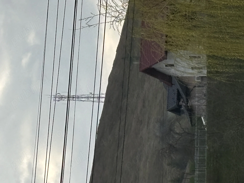 Vand mascul ciobanesc de bucovina 