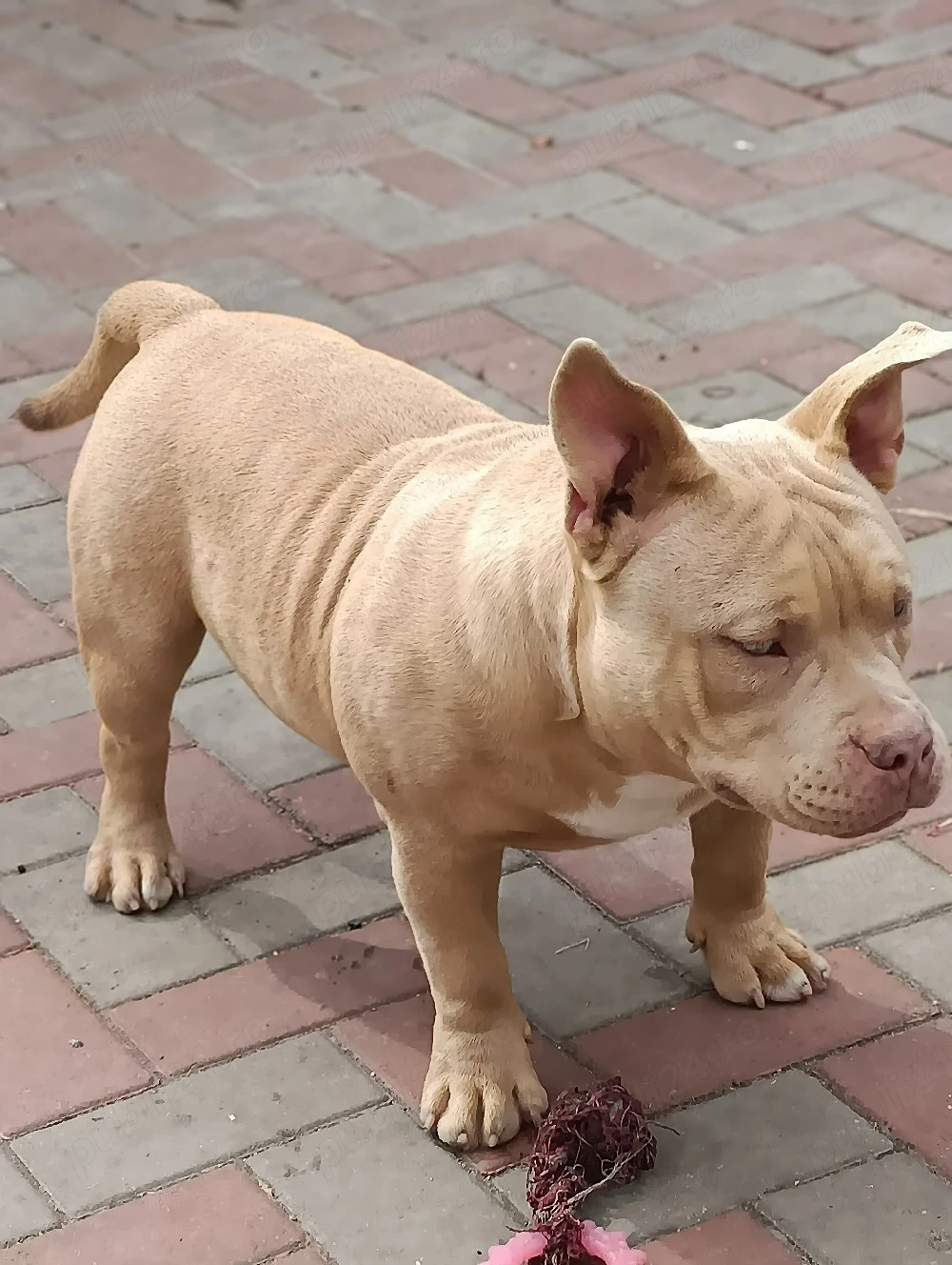 American Bully Poket