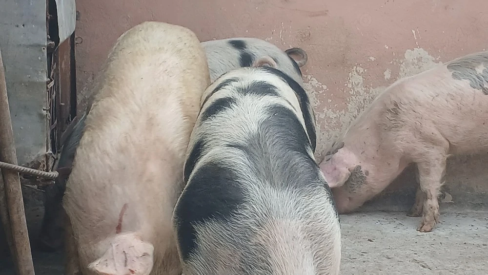 soldani 40kg  si 60-70kg