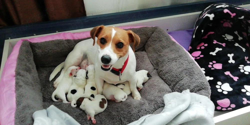 Pui Jack Russell Terrier   doar pentru familii responsabile