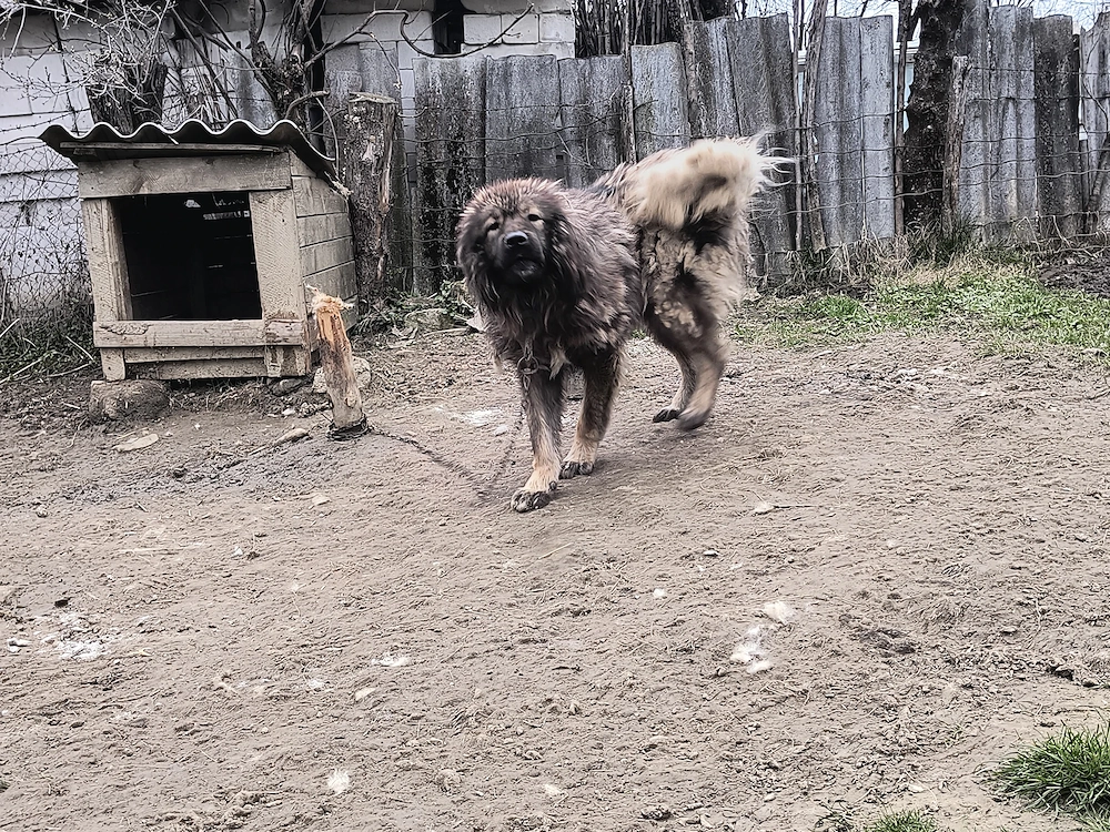 Donez mascul Ciobanesc 
