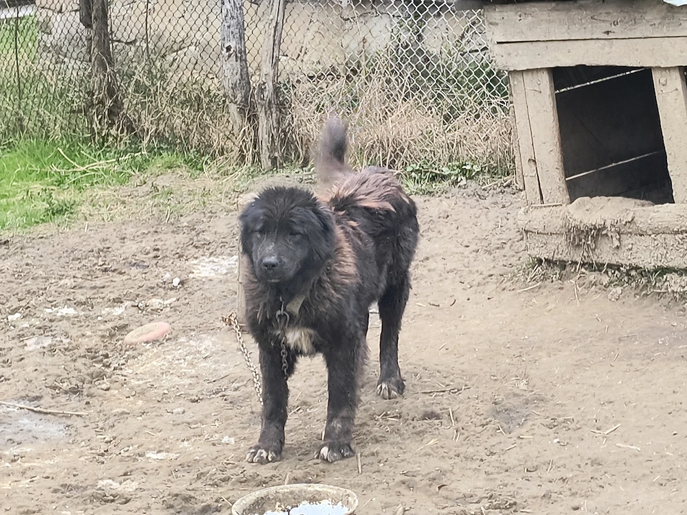 Vând pereche câini ciobănești 