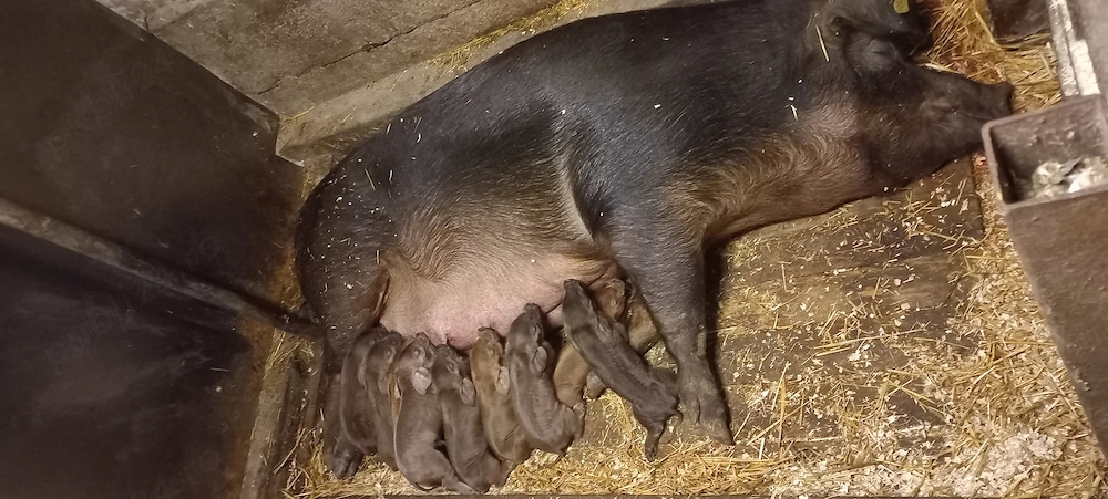 Purcei Duroc Pur Disponibili din 30 Mai Turnu Magurele o733345270