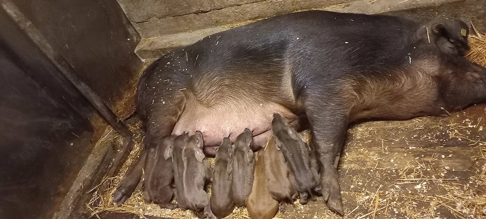 Disponibili dupa 30 Mai Purcei Duroc Pur de reproducție Turnu Magurele o733345270