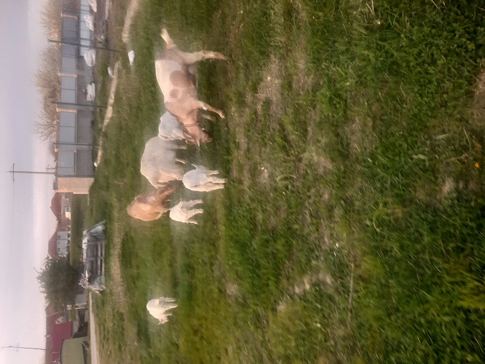 De vînzare două capre tinere din rasă bună și patru iezi de aproximativ două luni care mănâncă iarbă