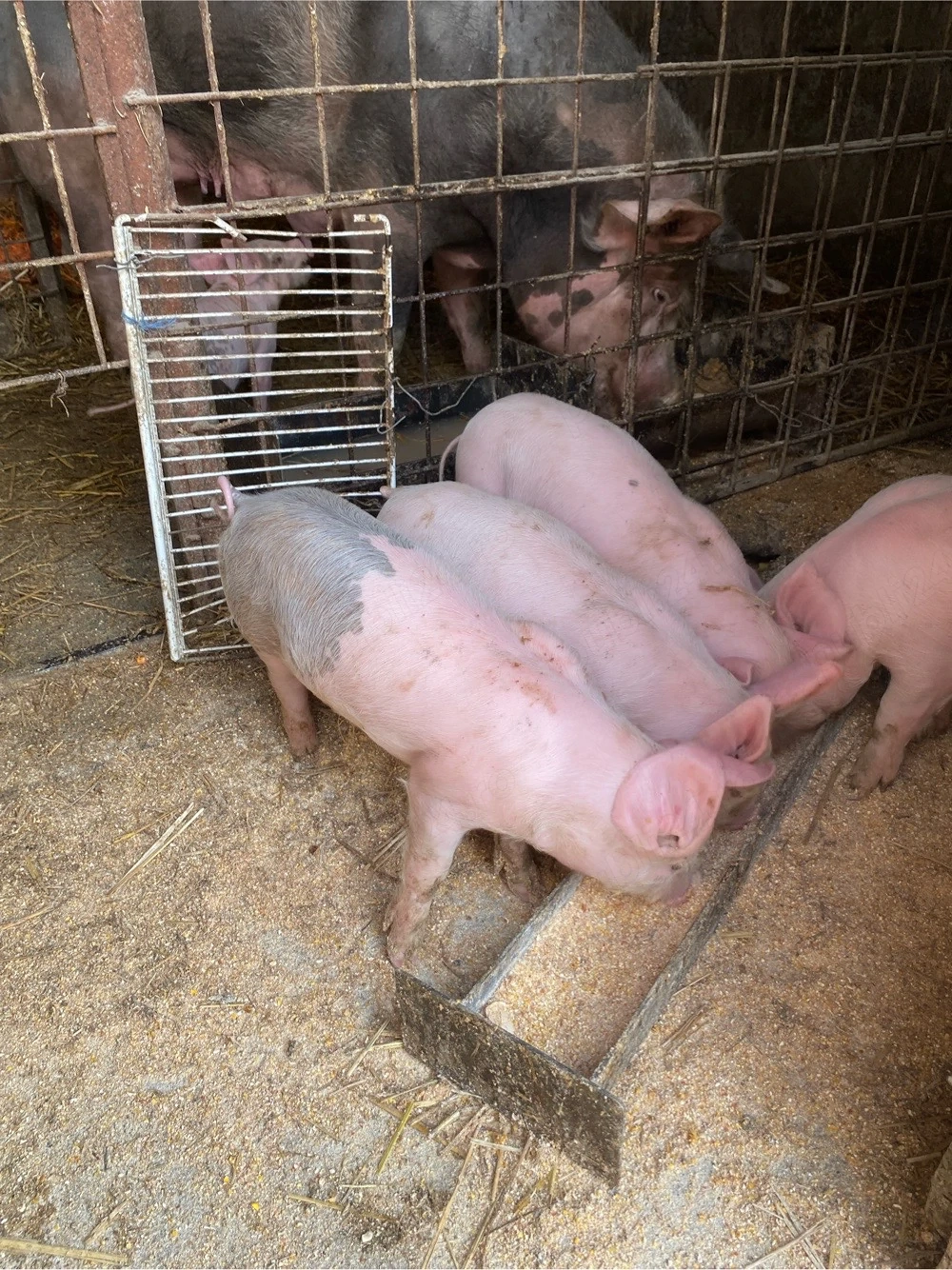 4 purcei de 6 săptămâni