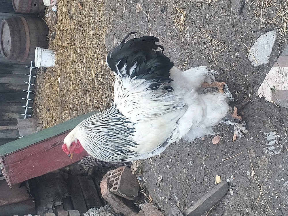 Cocoși de vînzare.