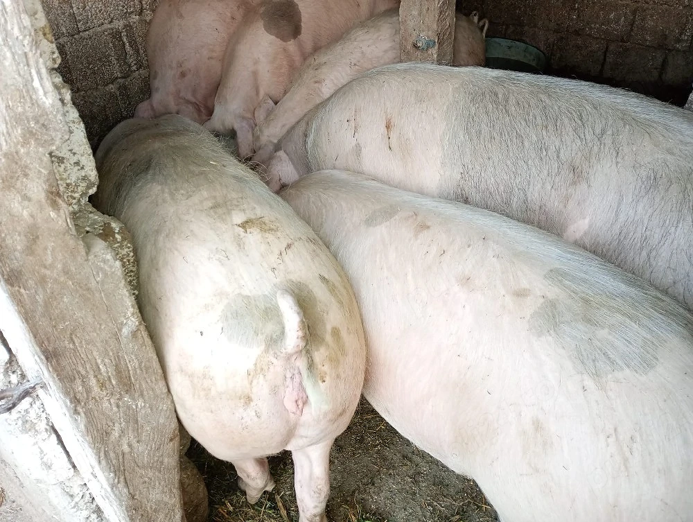 Vand porc 200-250kg