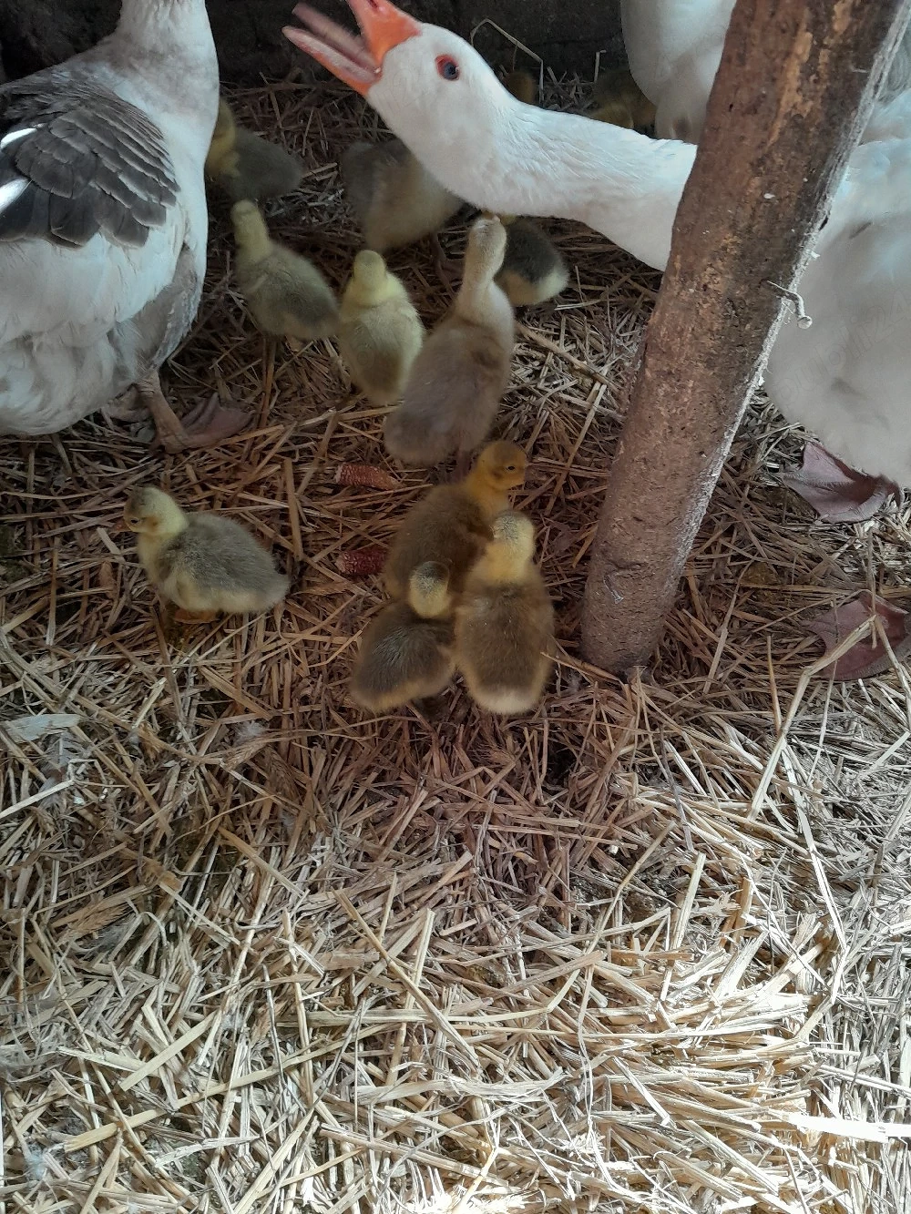 Vand gasca  si pui de gasca