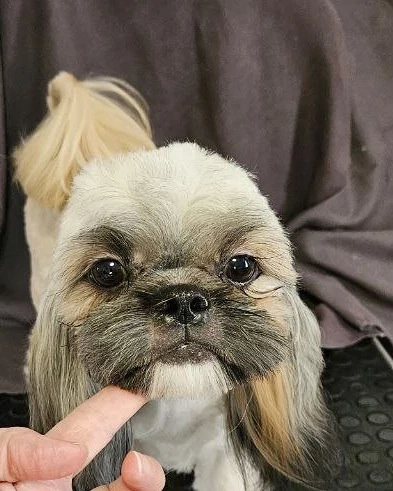 Caut persoane responsabile care să adopte o cățelușă Shih Tzu