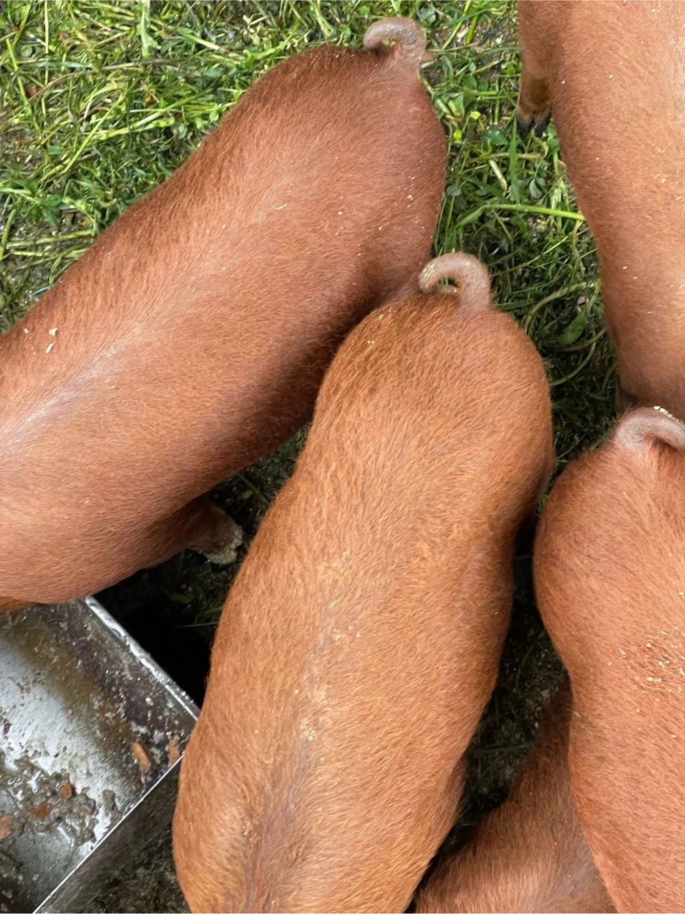 purcei de vânzare duroc 7 săptămâni