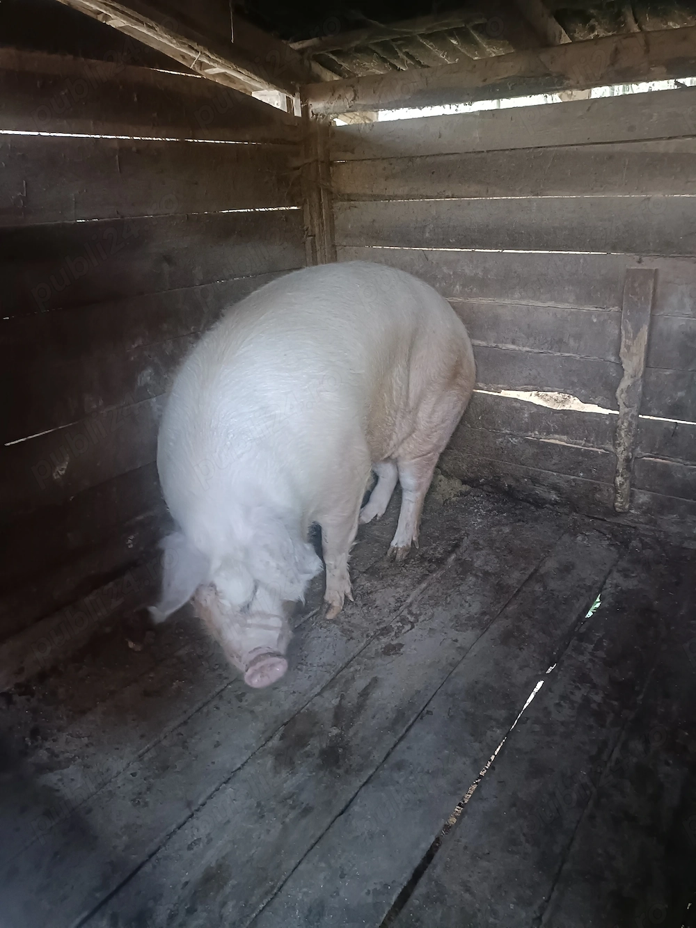 Porc pentru sacrificat